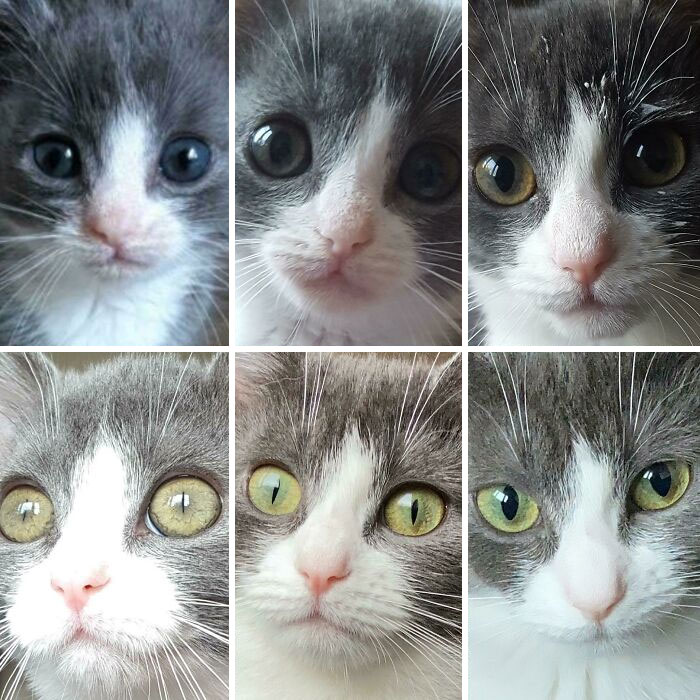 The Evolution Of Eye Color (2-10 Months)