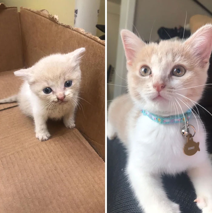 Honey From A Dehydrated, Dirty Bottle Baby To A Beautiful, Healthy Girl