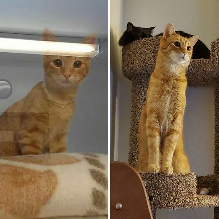 Concerned Shelter Kitten To Concerned Tall Boy (7yo)