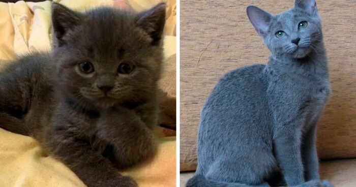 People Are Sharing Pics Of Their Cats Growing Up On “From Kitten To Cat” (35 Pics)