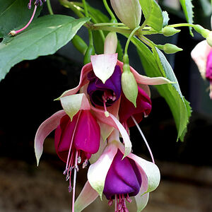 camillegraves avatar