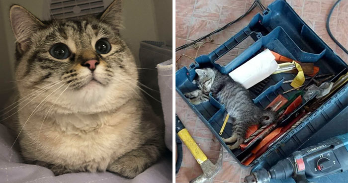 Este grupo online está dedicado a gatos trabajadores, y aquí tienes 38 de ellos
