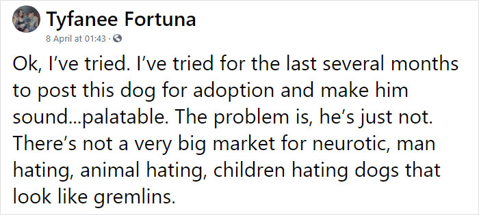 Adoption Post Honestly Lists Everything That's Wrong With This Demonic Chihuahua And It Goes Viral