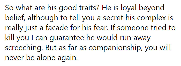 Adoption Post Honestly Lists Everything That's Wrong With This Demonic Chihuahua And It Goes Viral