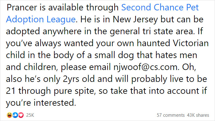 Adoption Post Honestly Lists Everything That's Wrong With This Demonic Chihuahua And It Goes Viral