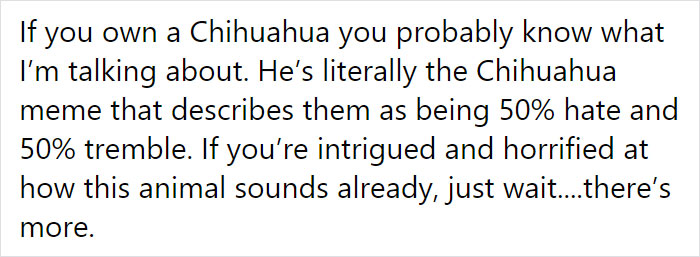 Adoption Post Honestly Lists Everything That's Wrong With This Demonic Chihuahua And It Goes Viral