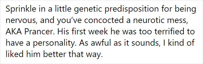 Adoption Post Honestly Lists Everything That's Wrong With This Demonic Chihuahua And It Goes Viral