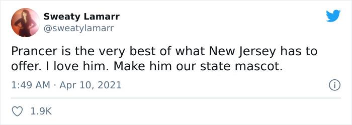 Adoption Post Honestly Lists Everything That's Wrong With This Demonic Chihuahua And It Goes Viral