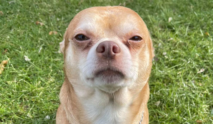Adoption Post Honestly Lists Everything That’s Wrong With This Demonic Chihuahua And It Goes Viral