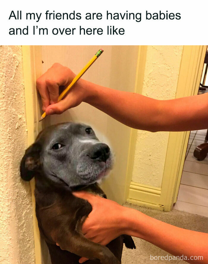 Dog with human-like face being measured, humorously capturing the single life experience.