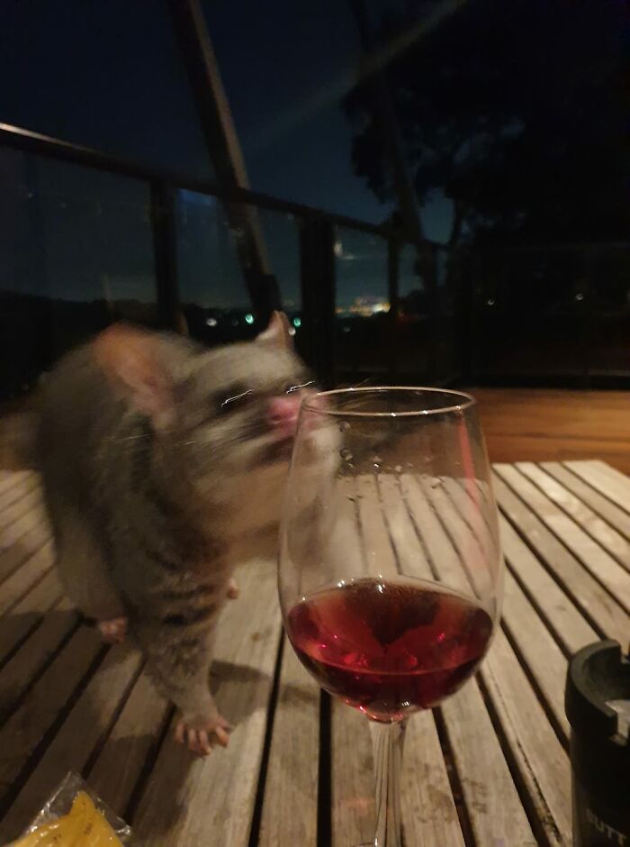 Possum Checking Out The Bouquet Of My Rose