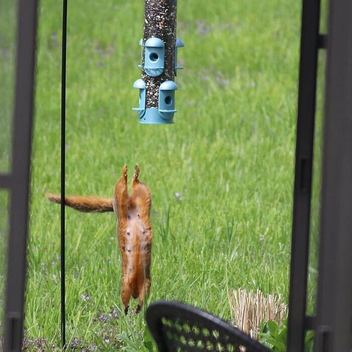 Please Score This Dismount, And The Reasons Why