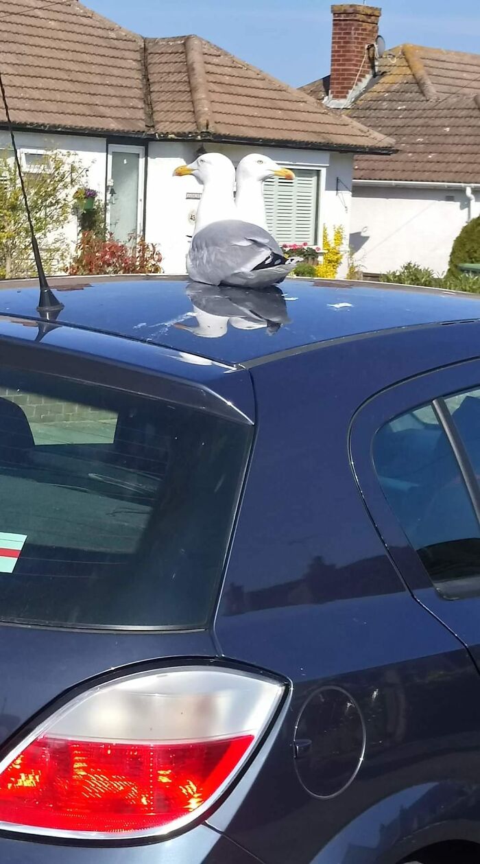 A Two Headed Seagull. Rarely Seen