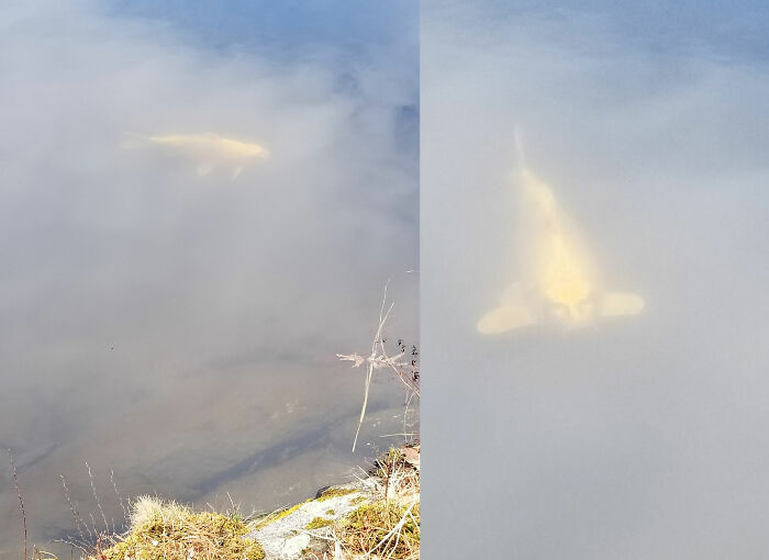 I Don't Care For The Way This Fish Is Looking At Me