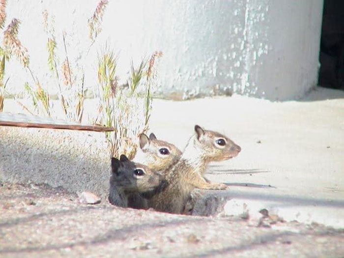 Zoomed In All The Way From Across The Field. Cute Little Guys