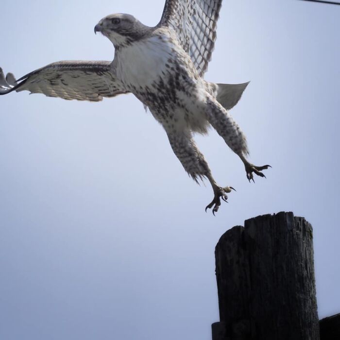 I Think This Bird Outgrew His Pants