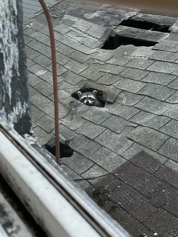 Y,all, A $&@& Lizard Ran Up My Arm And Hid In My $&@$ Hair! Thank Goodness My Camp Mate Was On Hand To Take Crap Wildlife Pictures. Of A Lizard Tangled In My Hair! *hyperventilates*