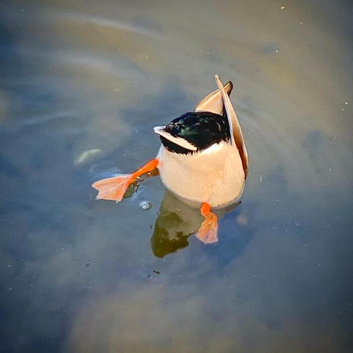 Gratuitous Duck Butt