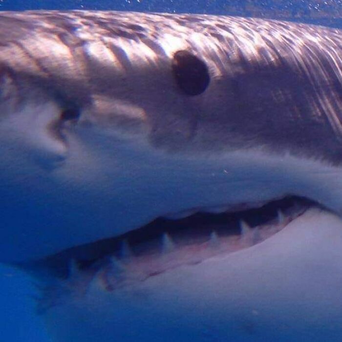 Guadaĺupe, Mexico 2017. "We'll Go Swimming With The Dolphins!" They Said. "It'll Be Fun!" They Said