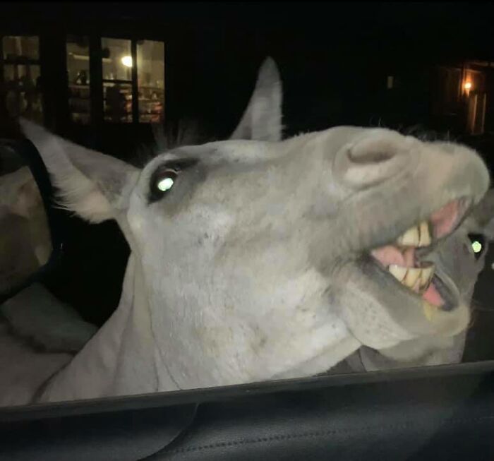 Wild Burros Do Not Pose Well