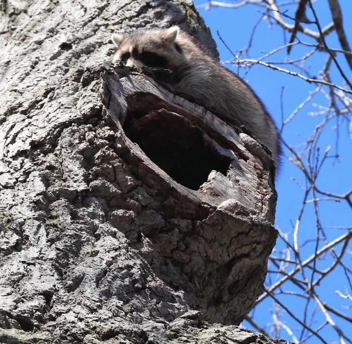 Went Birdwatching, But Found This Furry Little Bandit Instead