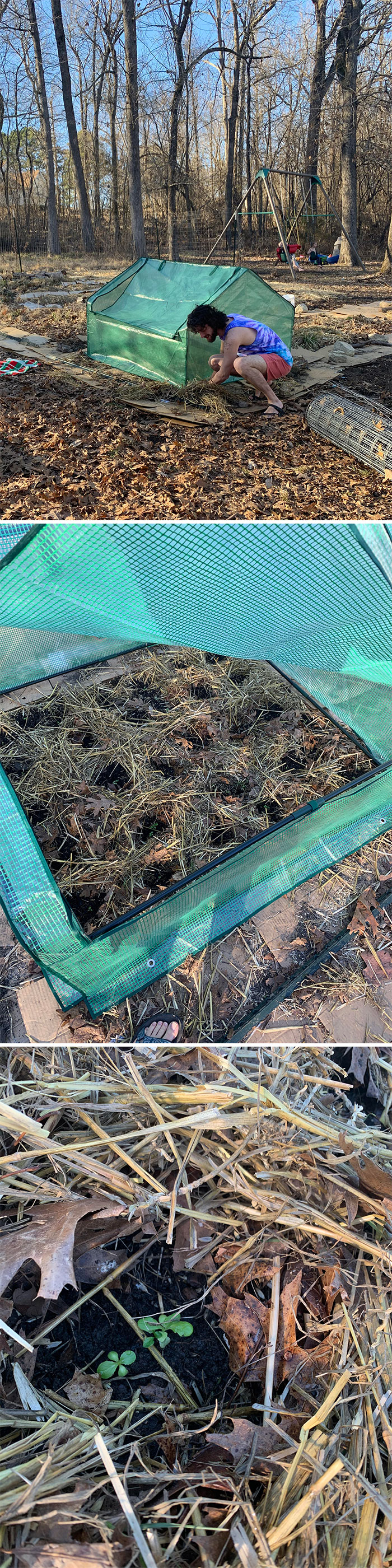 First Round Of Greens In The Ground Under Our New Mini Greenhouse