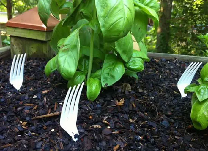 Tired Of Your Neighbor’s Cat Destroying Your Favorite Herb? Just Put Some Forks In The Pot And They’ll Make Sure The Cat Is Not Visiting Them Again