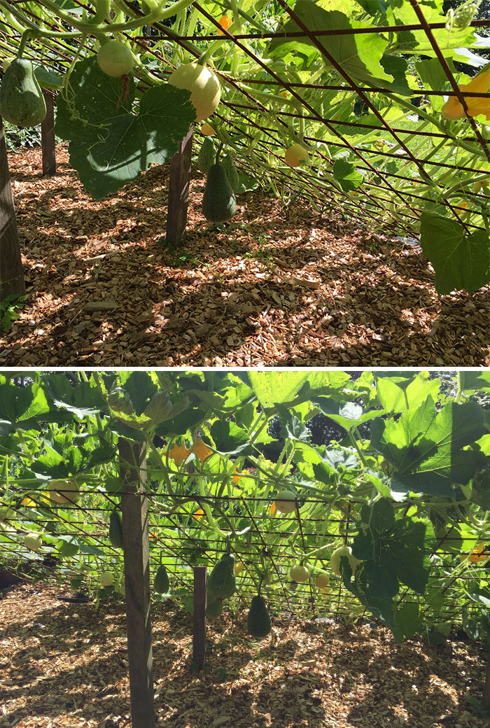 Using An Angled Fence To Grow Pumpkins - Great Gardening Hack As You Can Really See The Produce Quite Well