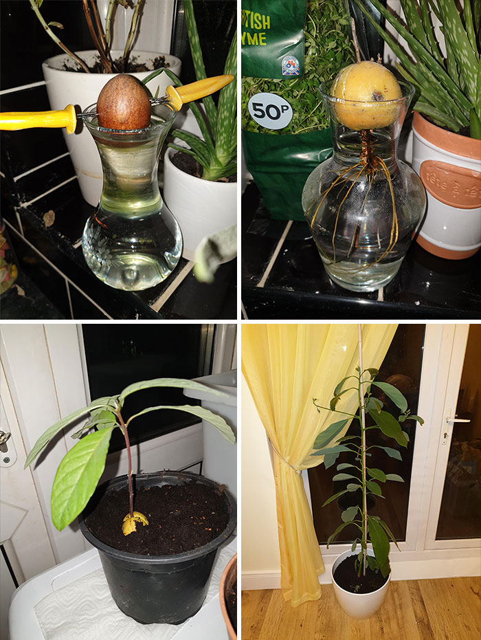 The Life Cycle Of My Avocado Thus Far