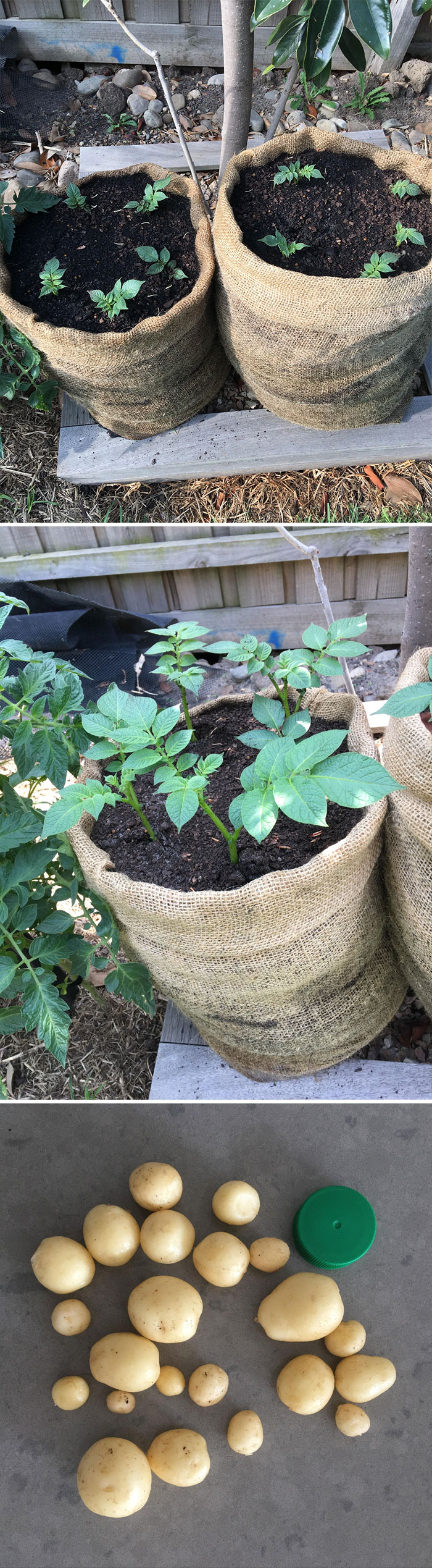 Researched A Lot About Growing Potatoes In Hessian Sacks, All Signs Pointed To Yes