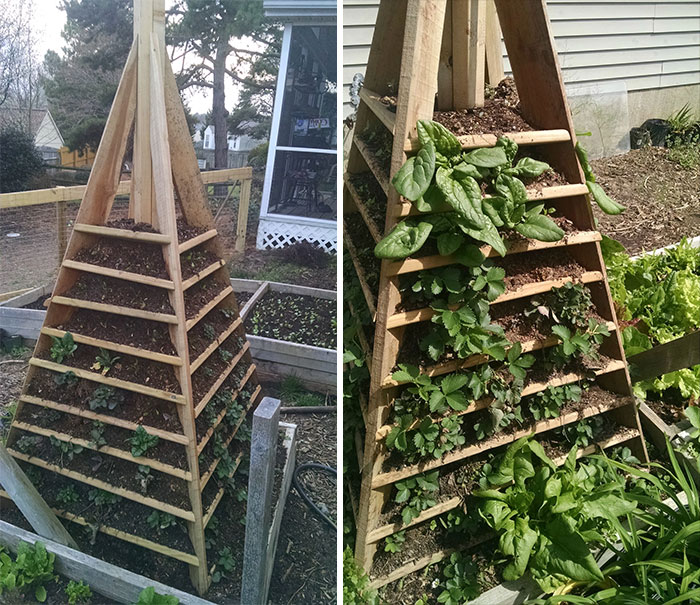 Strawberry/Spinach Tower