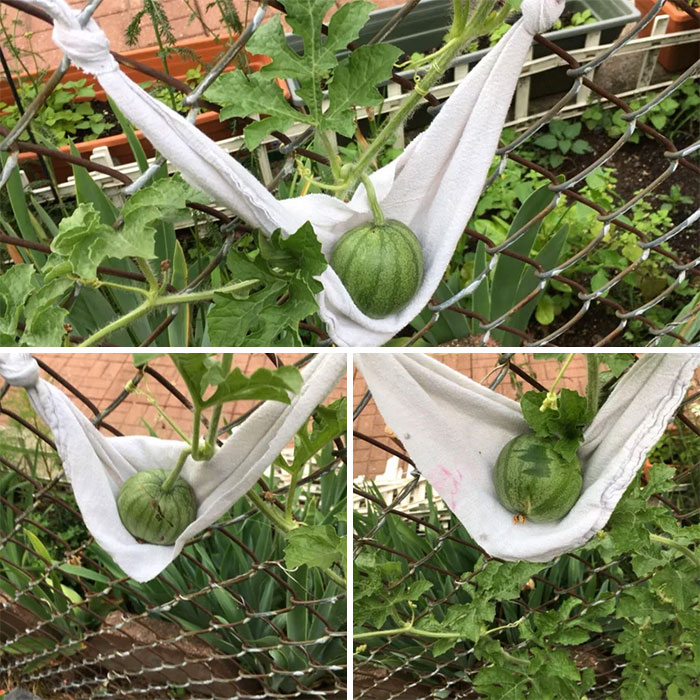 I Made Little Hammocks For My Melons