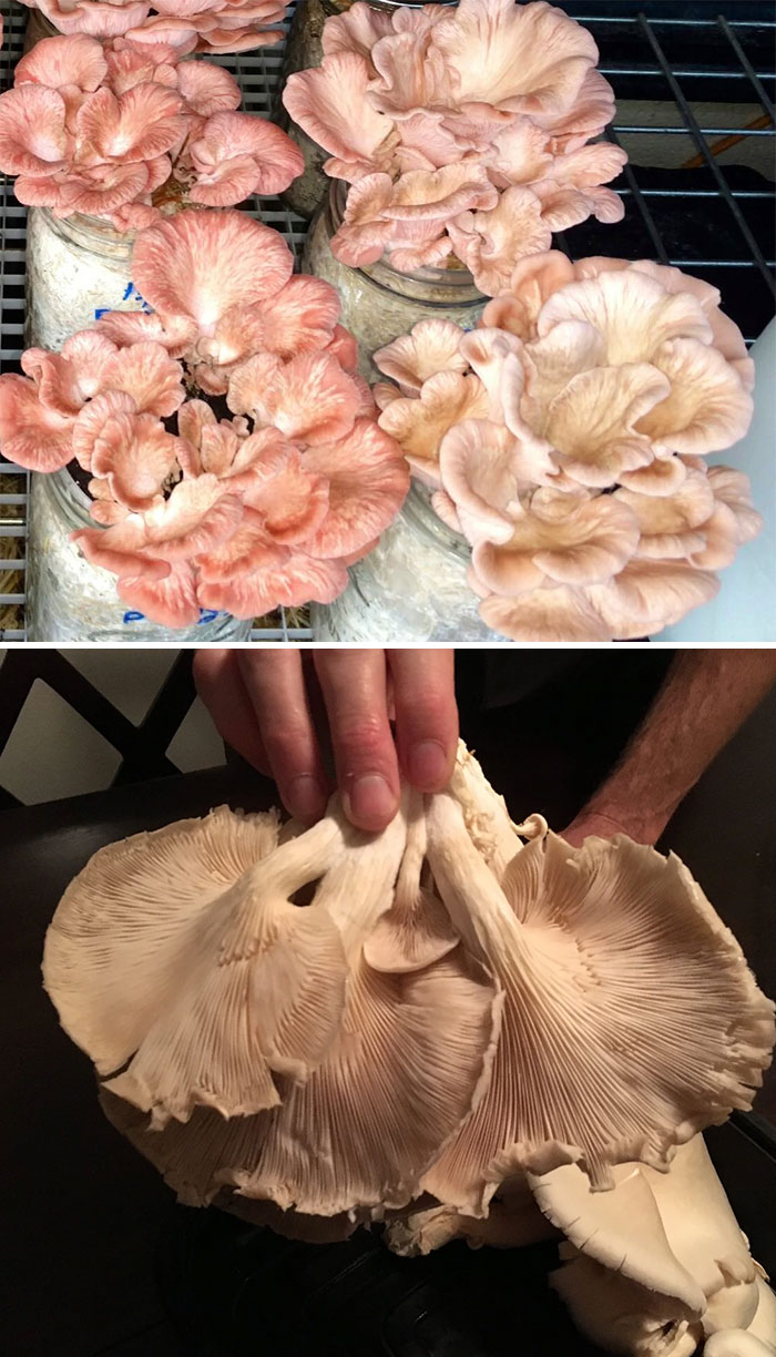 My Son Grows These, And I'm Proud Of Him. The Pink Oysters Are Grown In Haystacks These Days
