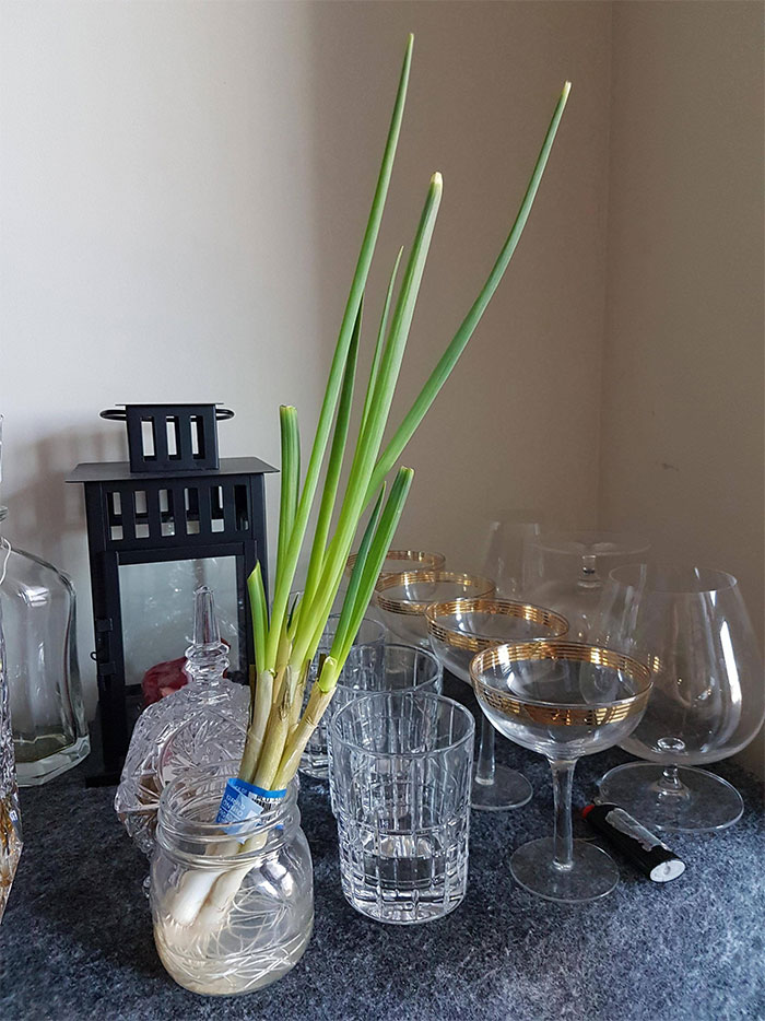 Never Buy Green Onion Again. Just Put In Water And It Grows Back