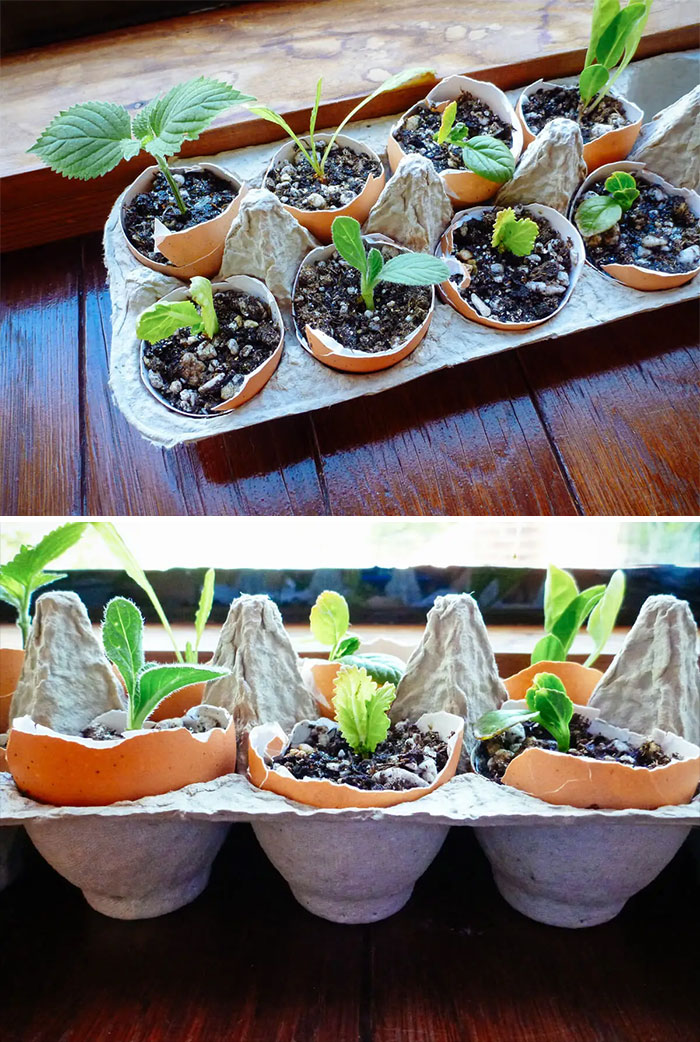 Have You Tried Starting Seeds In Eggshells?