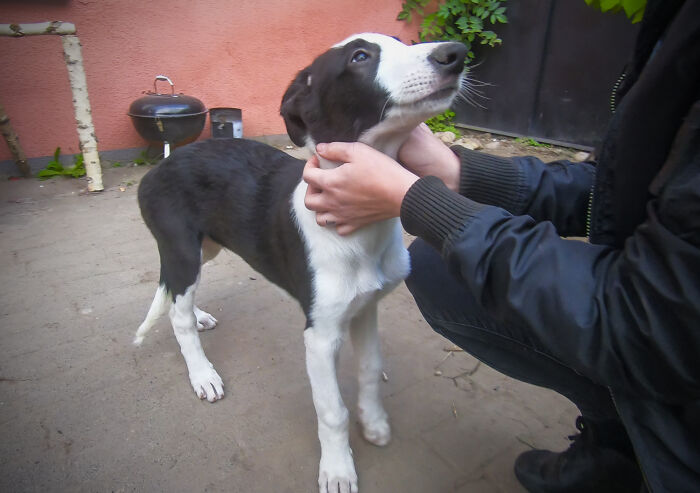 "Folks Claim That He Has Giraffe DNA In There Somewhere" - This Borzoi And German Shepherd Mixed Dog Has A Very Long Neck