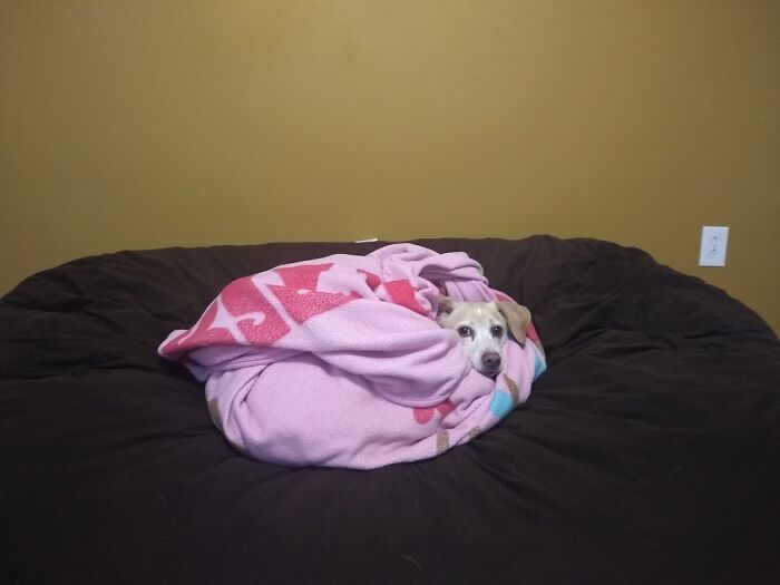 This Is My Doggo Gus We Wrapped Him In A Bunch Of Blankets