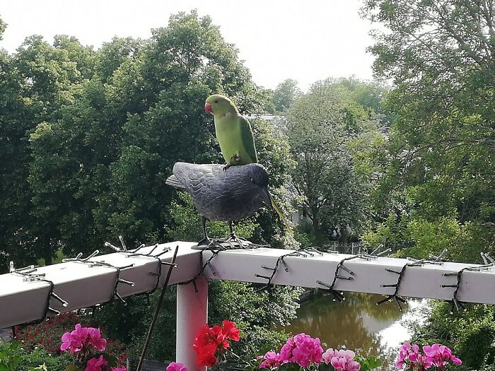 Scarecrow Does Not Scare Me