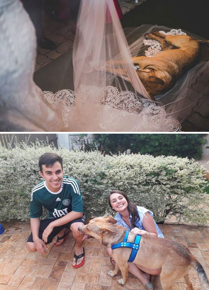 A Stray Dog Crashes A Wedding And The Couple Gave Him A Forever Home