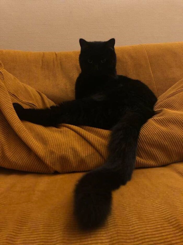 His Royal Blackness Henkie