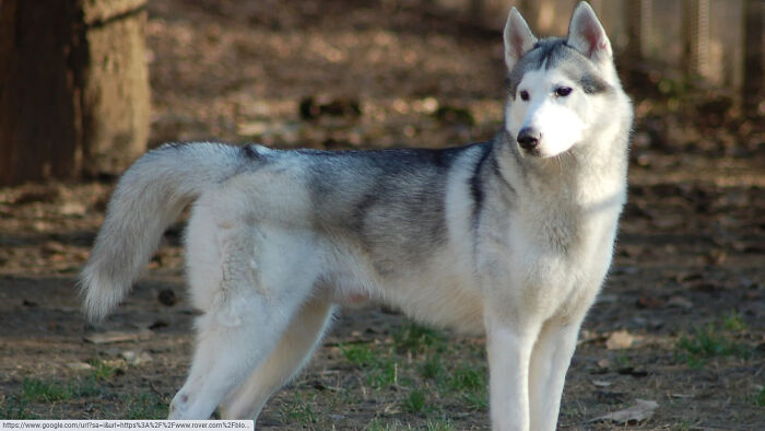 The Widest Thing She Did Is Bark At My Knee