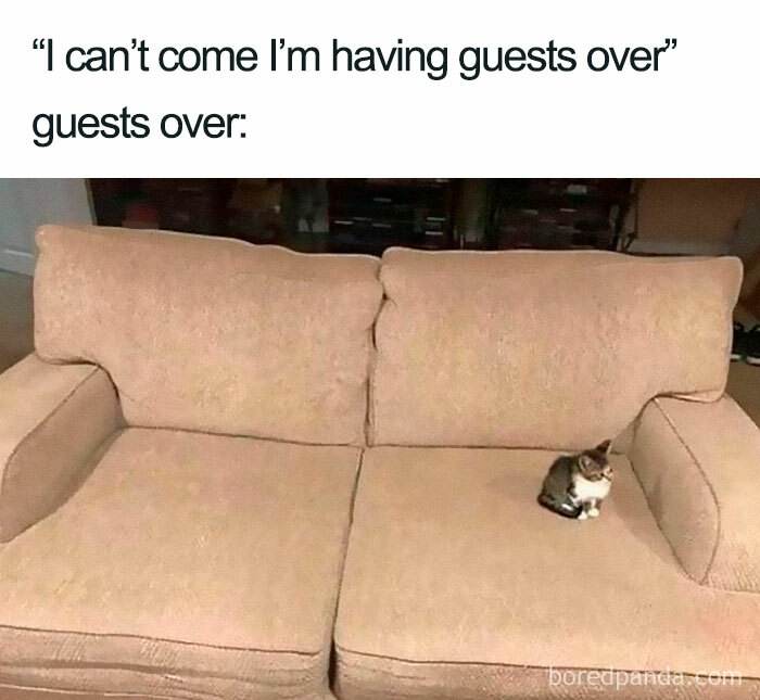 Small cat sitting alone on a large beige couch, illustrating introvert memes about having guests over but wanting space.