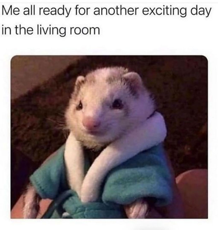 Hilarious-Introvert-Memes