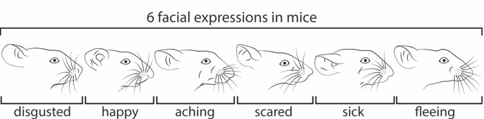 Hilarious-Science-Diagrams
