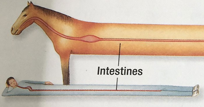 50 Bizarre Science Diagrams That Are Actually Real, As Shared On This Page