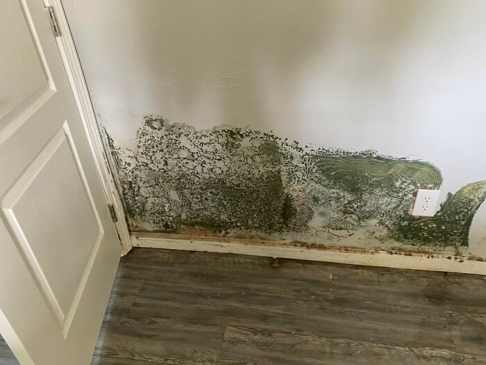 Built A Brand New House And The Day Of Final Inspection Come To Find Its Infested With Mold