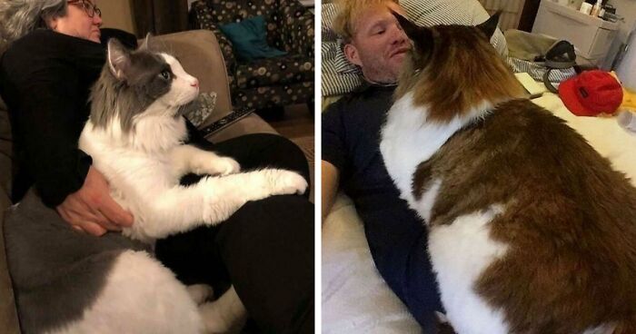 35 Cats Who Don’t Understand How BIG They Are