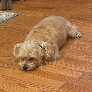 winslowcosmos avatar