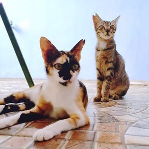 yanuarinitrikuswanti avatar