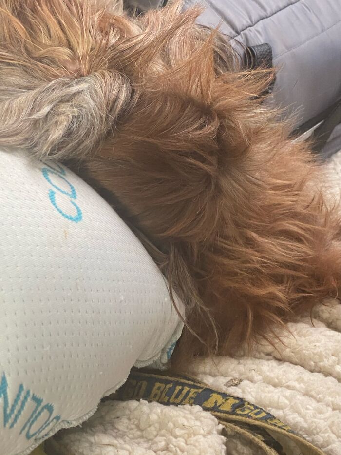 His Head Is Resting On His Butt Even Though He’s Laying Straight So His Head Should Be Foward